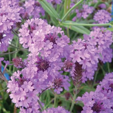 lila verbéna - Verbena rigida 'Venosa Lilac'