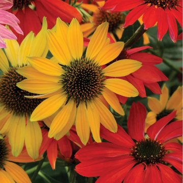 kasvirág - Echinacea hybrida 'Cheyenne Spirit'