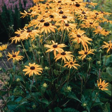 pompás kúpvirág - Rudbeckia 'Goldsutrm'