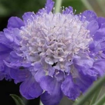 ördögszem- Scabiosa Mariposa Blue