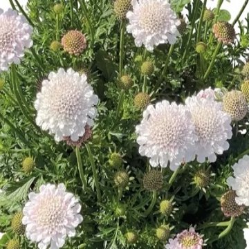 galambszínű ördögszem- Scabiosa columbaria 'White'