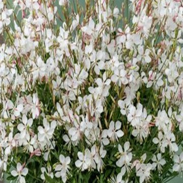 évelő díszgyertya - Gaura lindheimeri 'Ellura White'