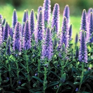 macskafarkú veronika - Veronica spicata 'Nana Blauteppich'