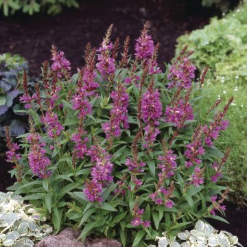 réti füzény - Lythrum salicaria 