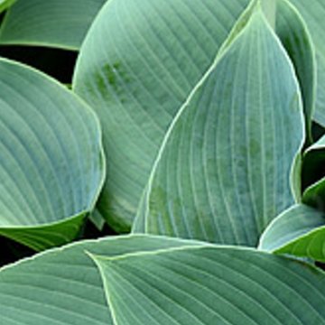 árnyékliliom- Hosta