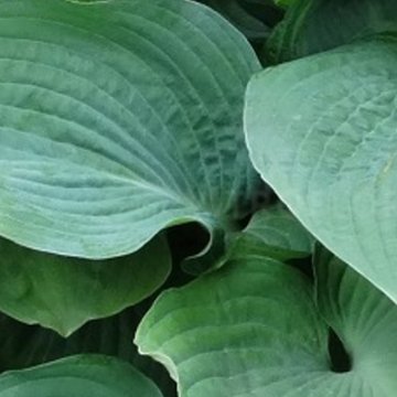 árnyékliliom - Hosta 'Blue Angel'
