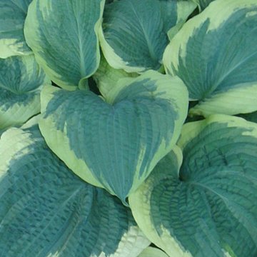 árnyékliliom - Hosta 'American Halo'