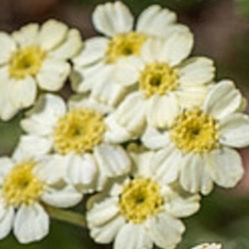 King Edward cickafark- Achillea lewisii 'King Edward'