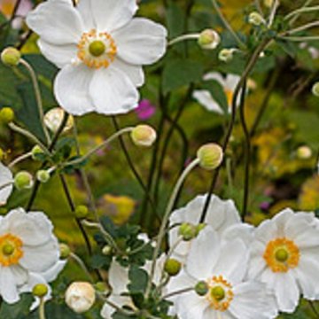 japán szellőrózsa- Anemone 'Honoring Jobert'