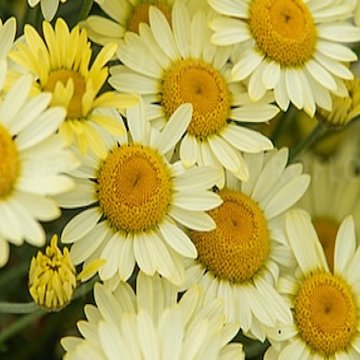 E.C.Buxton sárga pipitér - Anthemis hybrida 'E.C. Buxton'