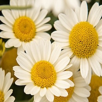 Sauce Hollandaise festő pipitér - Anthemis tinctora 'Sauce Hollandaise'