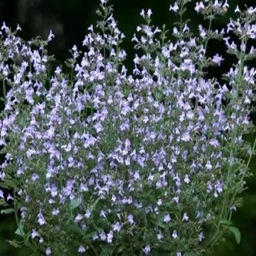 mirigyes pereszlény - Calamintha nepeta 'Marvelette Blue'