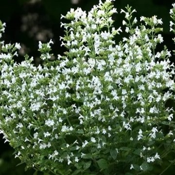 mirigyes pereszlény - Calamintha nepeta 'Marvelette White'