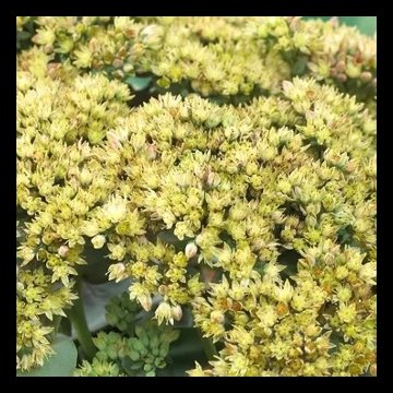 pompás varjúháj- Sedum telephium 'Yellow Delicat'