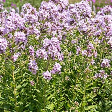 nagytermetű harangvirág- Campanula lactiflora 'Loddon Anna'