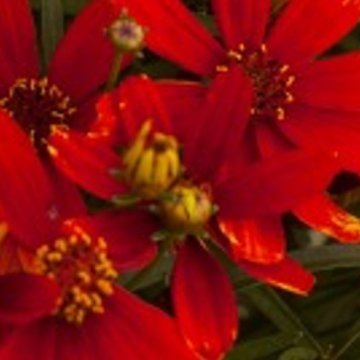 menyecskeszem - Coreopsis verticillata 'Ladybird'