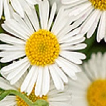 spanyol küllőrojt - Erigeron karvinskianus
