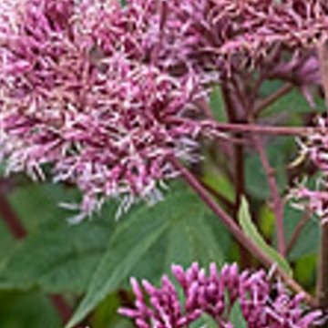 sédkender- Eupatorium maculatum 'Atropurpureum'