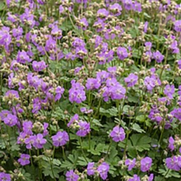 angol gólyaorr - Geranium x cantabrigiense 'Cambridge'