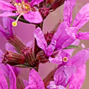vesszős füzény - Lythrum virgatum 'Dropmore Purple'