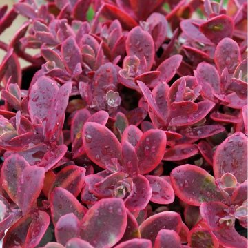 Japán varjúháj - Sedum cauticola 'Sunsparkler Wildfire'