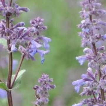 nagyvirágú macskamenta - Nepeta grandiflora 'Bramdean''
