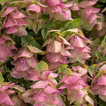 kereklevelű szurokfű - Origanum rotundifolium 'Kent Beauty'