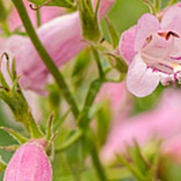 bugatölcsér - Penstemon hybrida ' Evelyn'