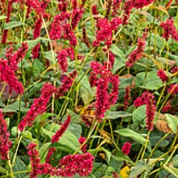keserűfű - Persicaria amplexicaulis 'Fat Domino'
