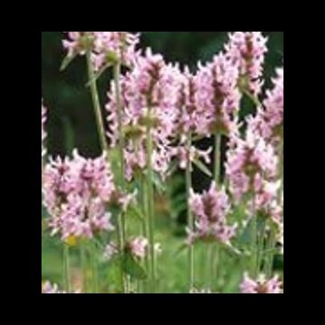 orvosi tisztesfű - Stachys officinalis 'Pink Cotton Candy'