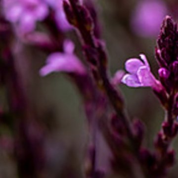 orvosi vasfű - Verbena Officinalis 'Bampton'