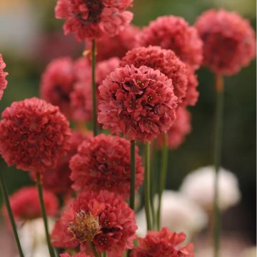 széleslevelű pázsitszegfű - Armeria pseudarmeria 'Ballerina red'