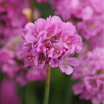 széleslevelű pázsitszegfű - Armeria pseudarmeria 'Ballerina Purple Rose'