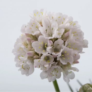 tengerparti pázsitszegfű - Armeria maritima 'Abbey White'