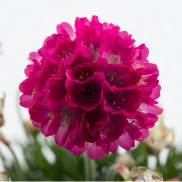 tengerparti pázsitszegfű - Armeria maritima 'Abbey Deep Rose'