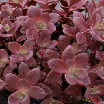 japán varjúháj- Sedum cauticola SunSparkler Firecracker