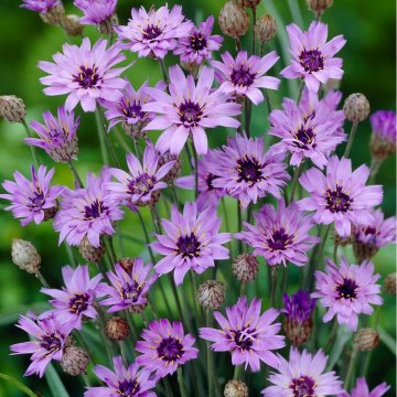 zörgővirág - Catananche caerulea 'Blue'