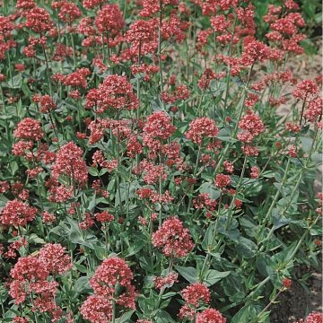 piros sarkantyúvirág - Centranthus ruber 'Coccineus'