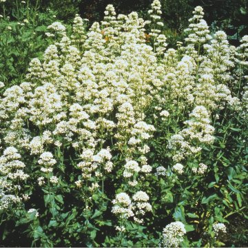 piros sarkantyúvirág - Centranthus ruber ' Albus'