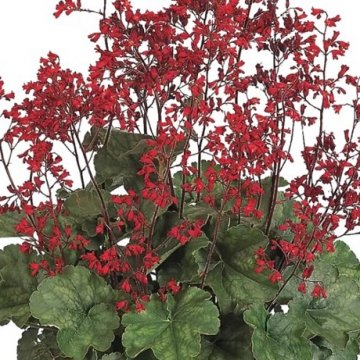vérvörös tűzeső - Heuchera sanguinea 'Ruby Bells'