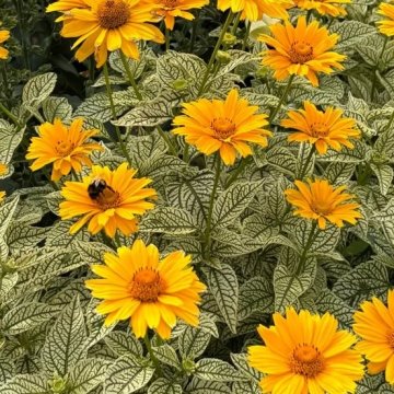 érdes napszemvirág - Heliopsis helianthoides ' Solar Flare'