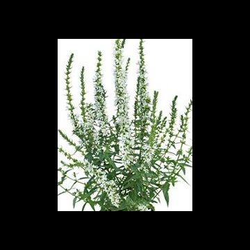 réti füzény - Lythrum salicaria 'White Boulevard'