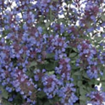 macskamenta - Nepeta hybride 'Purrsian Blue'