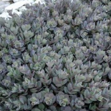 japán varjúháj- Sedum cauticola SunSparkler Dazzleberry