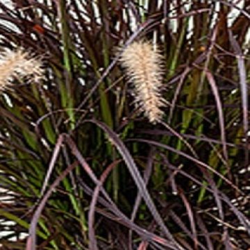 tollborzfű- Pennisetum x advena 'Rubens'