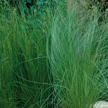 mexikói árvalányhaj - Stipa tenuissima 'Pony Tails'