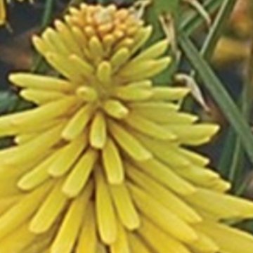 fáklyaliliom- Kniphofia hybrida 'Yellow Popsicle'