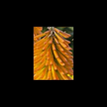 fáklyaliliom- Kniphofia hybrida ' Mango Popsicle'