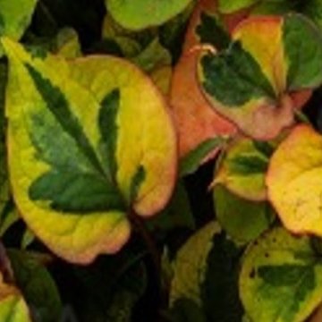 kaméleonvirág - Houttuyna cordata 'Chamaleon'