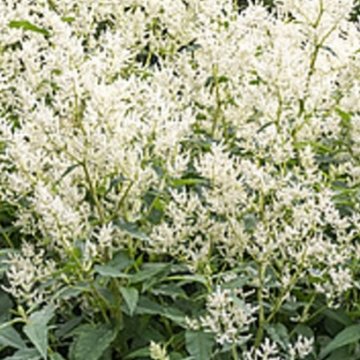 óriás keserűfű- Persicaria polymorpha